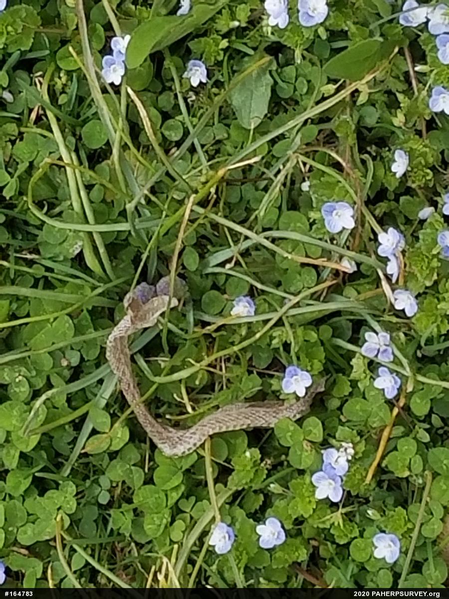 Eastern Gartersnake