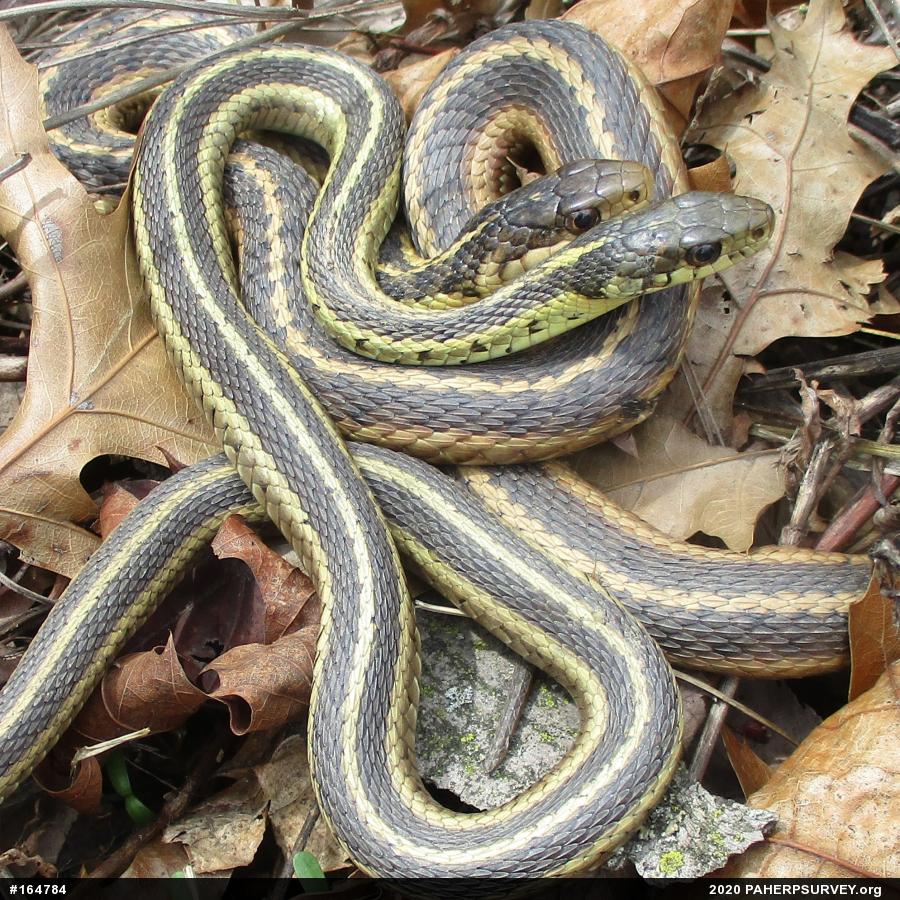 Eastern Gartersnake