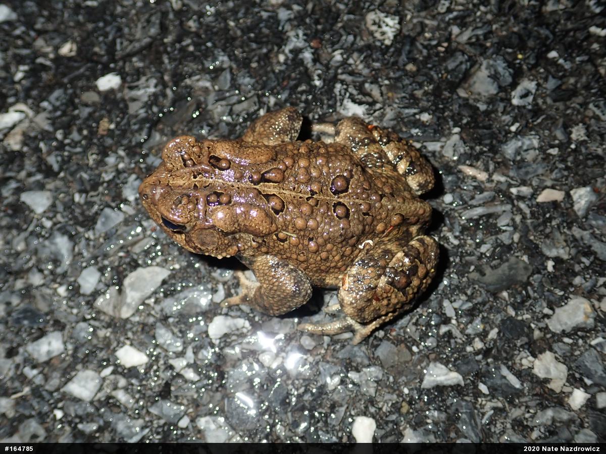 Eastern American Toad
