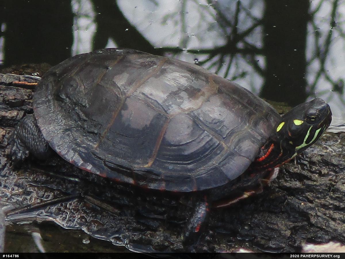 Painted Turtle