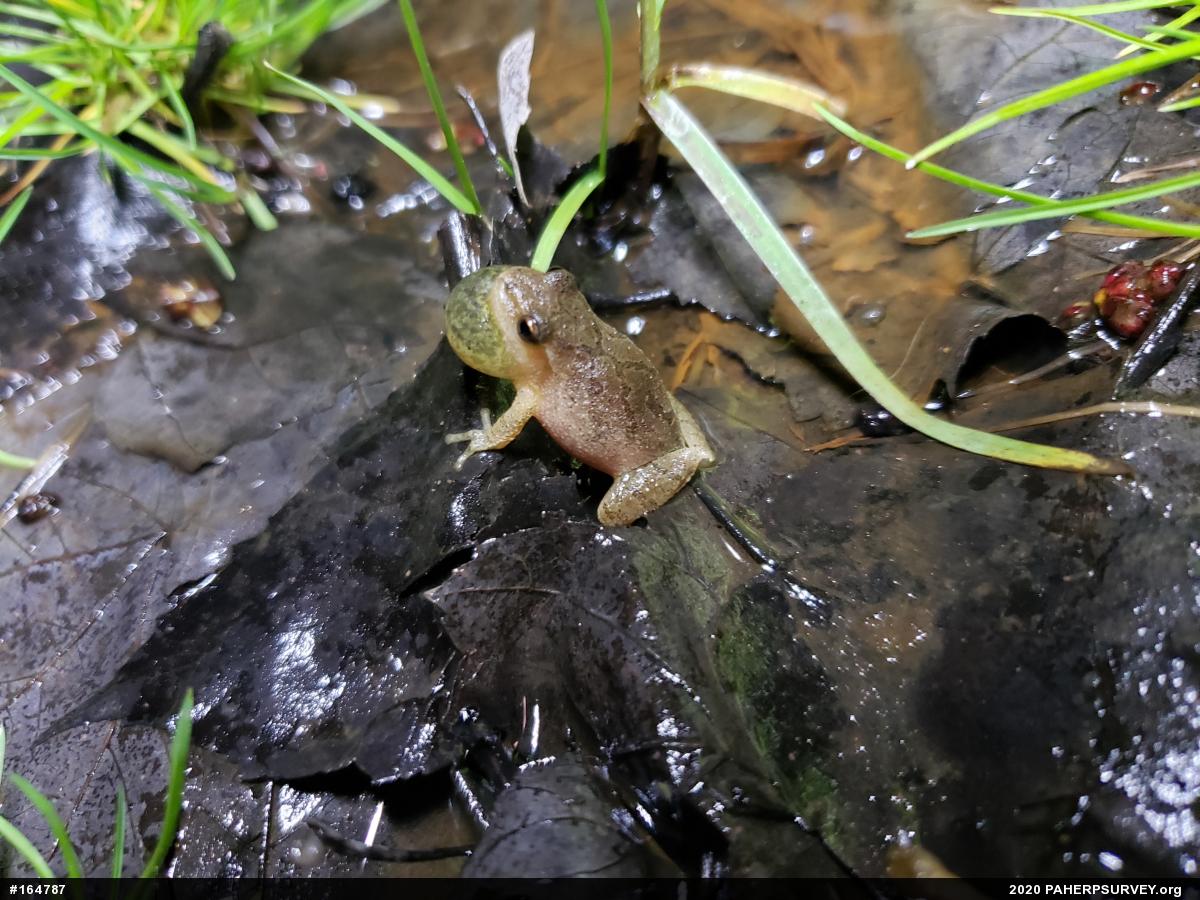Spring Peeper