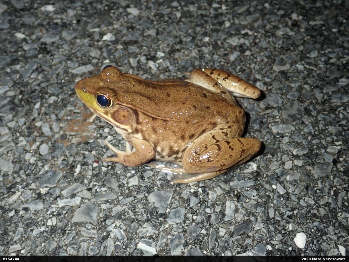 Green Frog