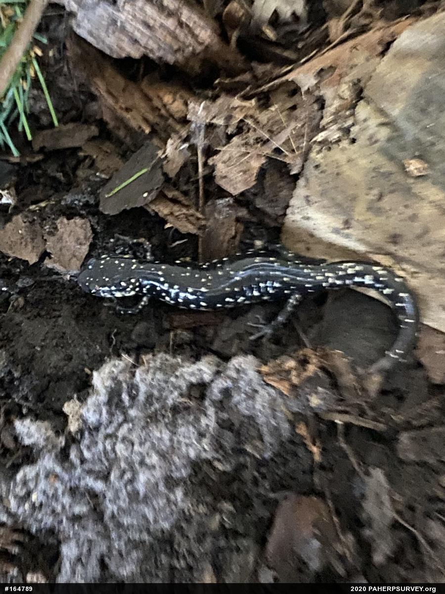 Northern Slimy Salamander