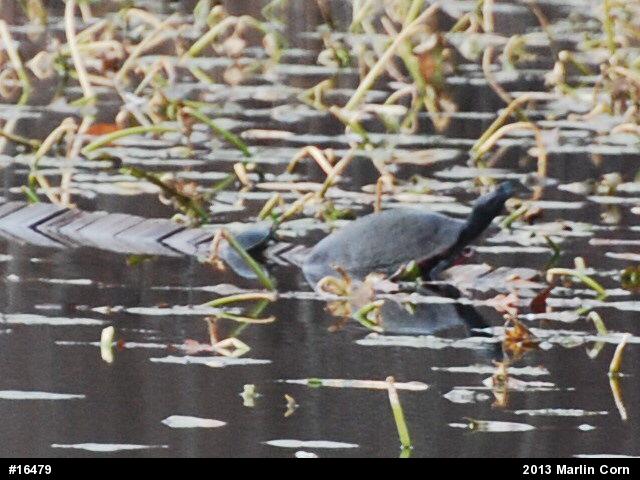 Painted Turtle