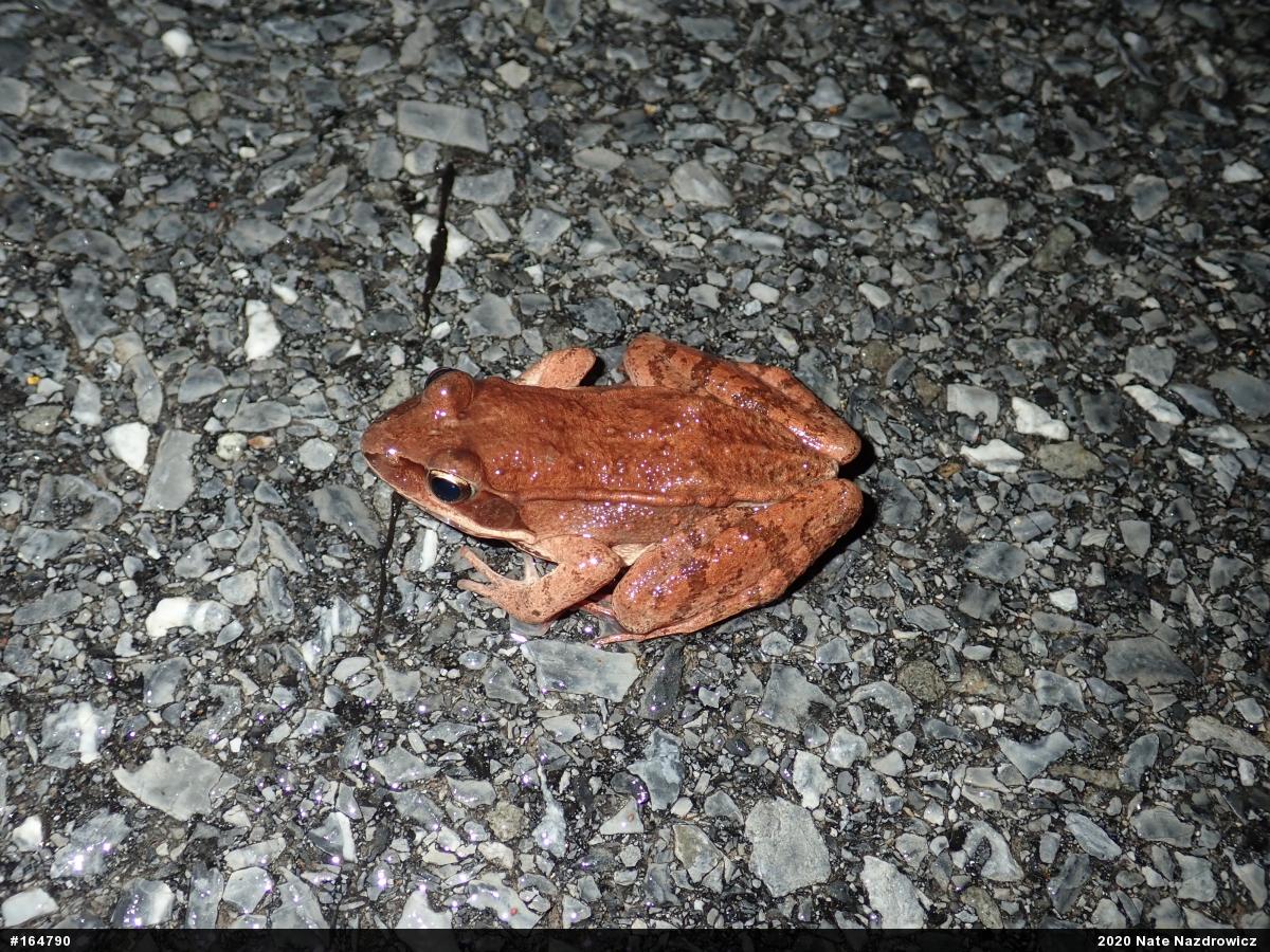 Wood Frog