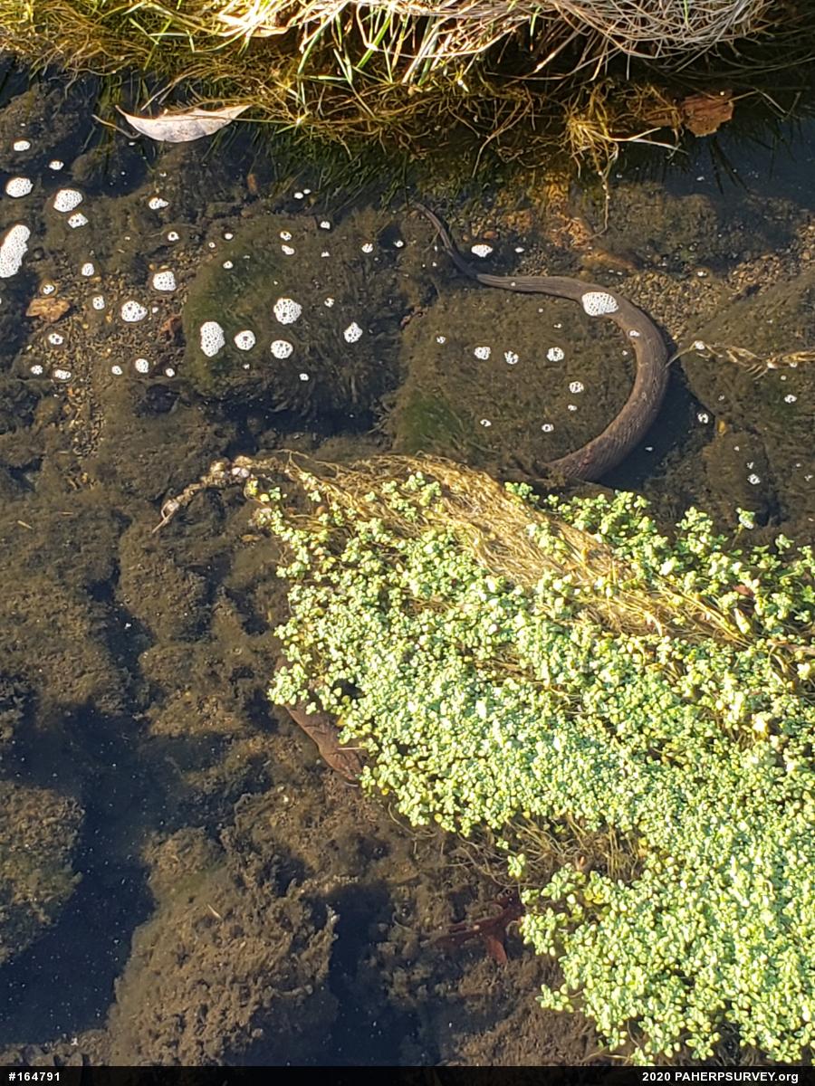 Northern Watersnake