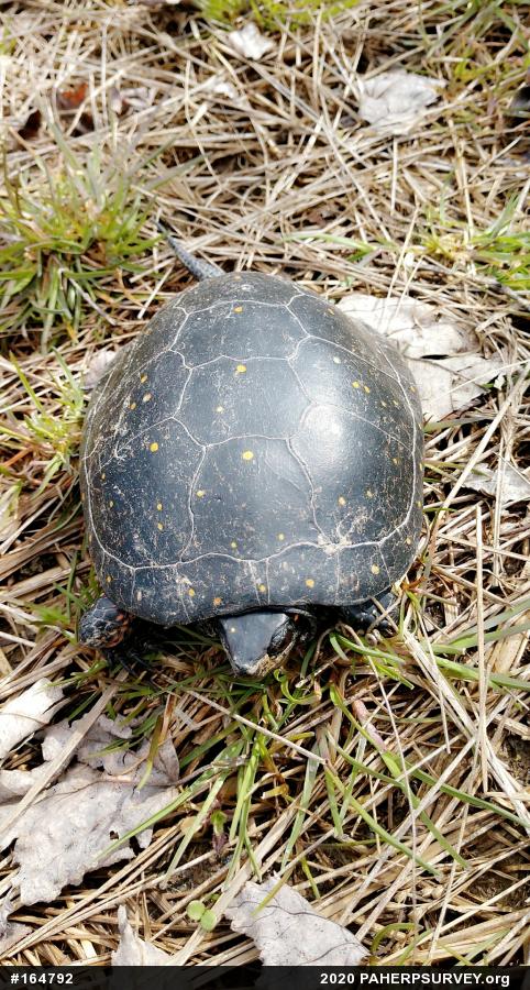 Spotted Turtle