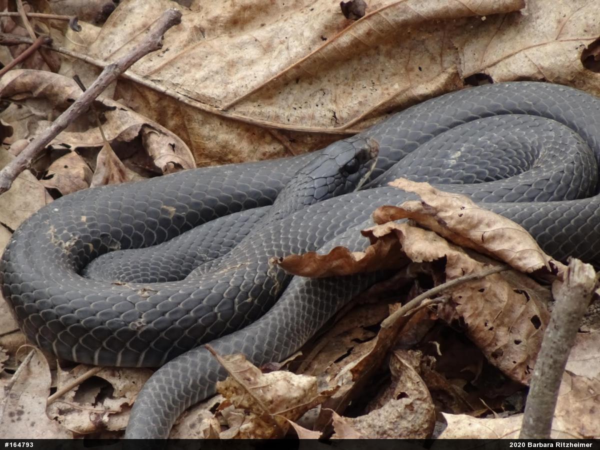 Northern Black Racer