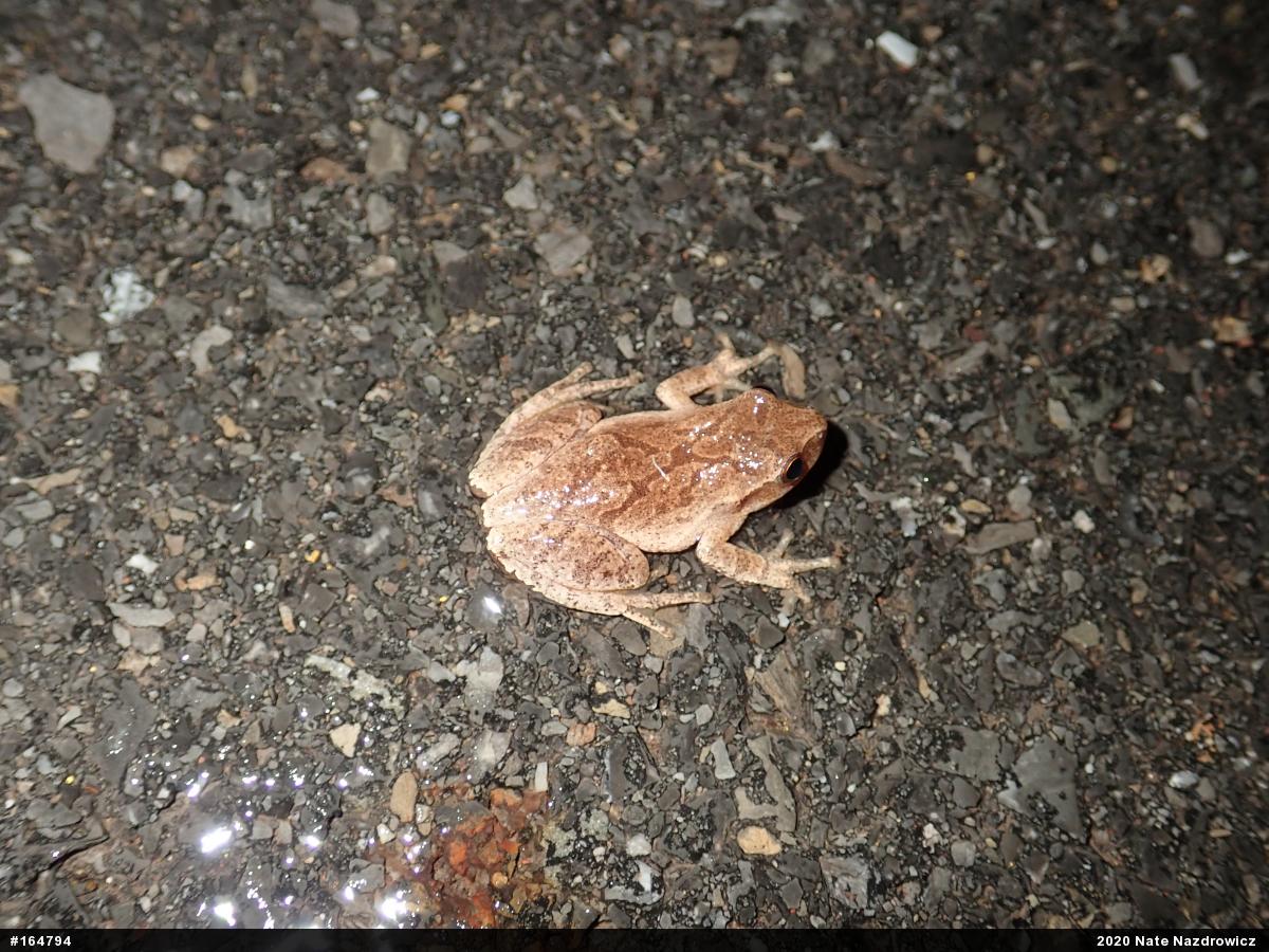 Spring Peeper