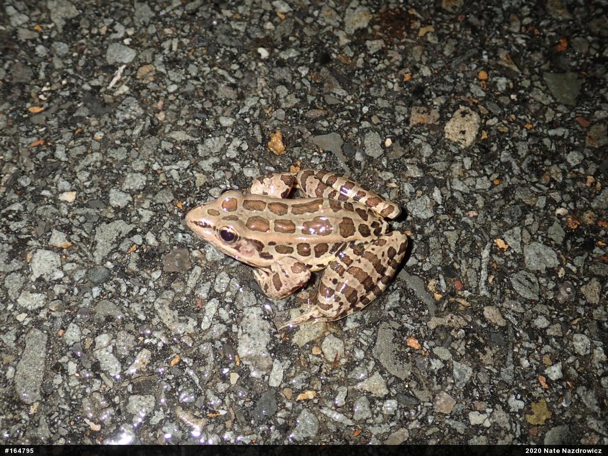 Pickerel Frog