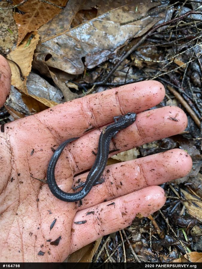Woodland Salamanders