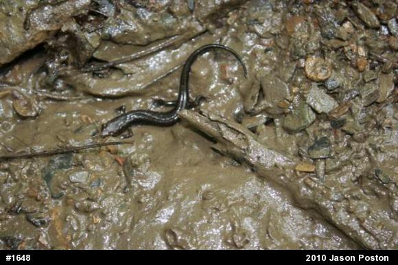Allegheny Mountain Dusky Salamander
