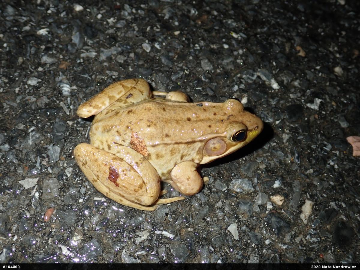 Green Frog