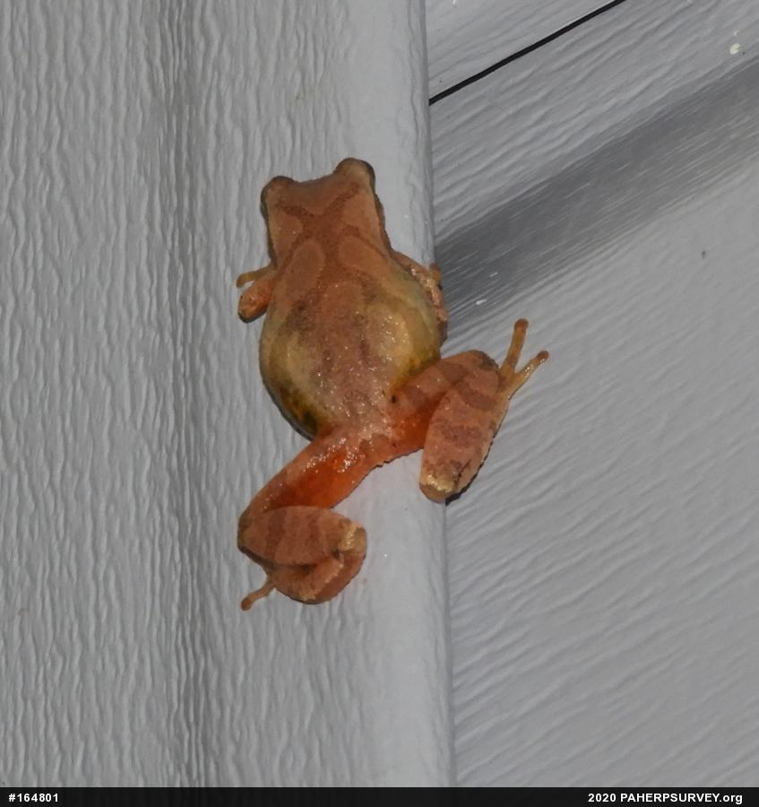 Spring Peeper
