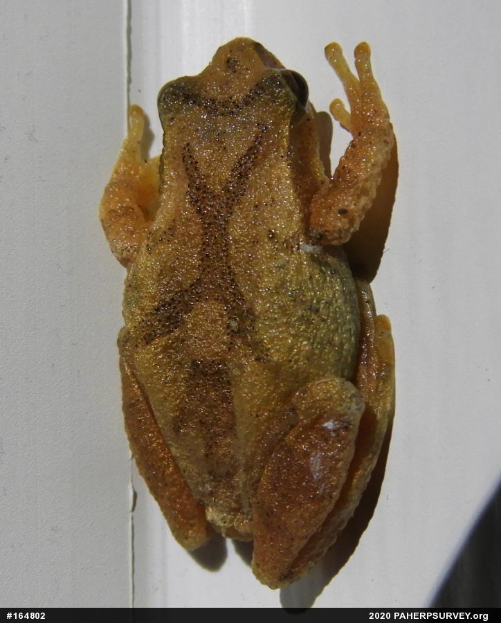 Spring Peeper