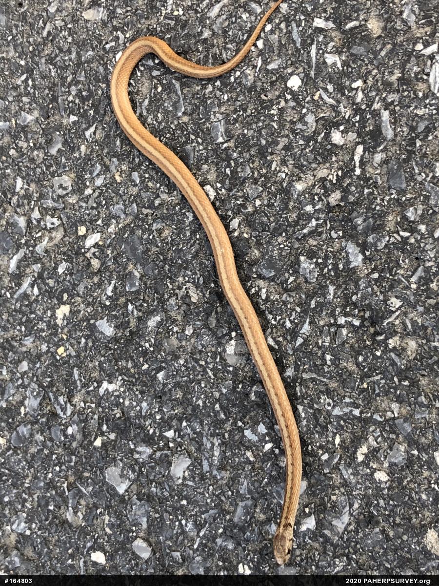 Dekay's Brownsnake