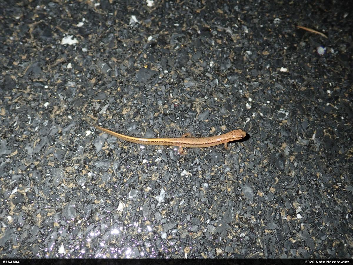 Northern Two-lined Salamander
