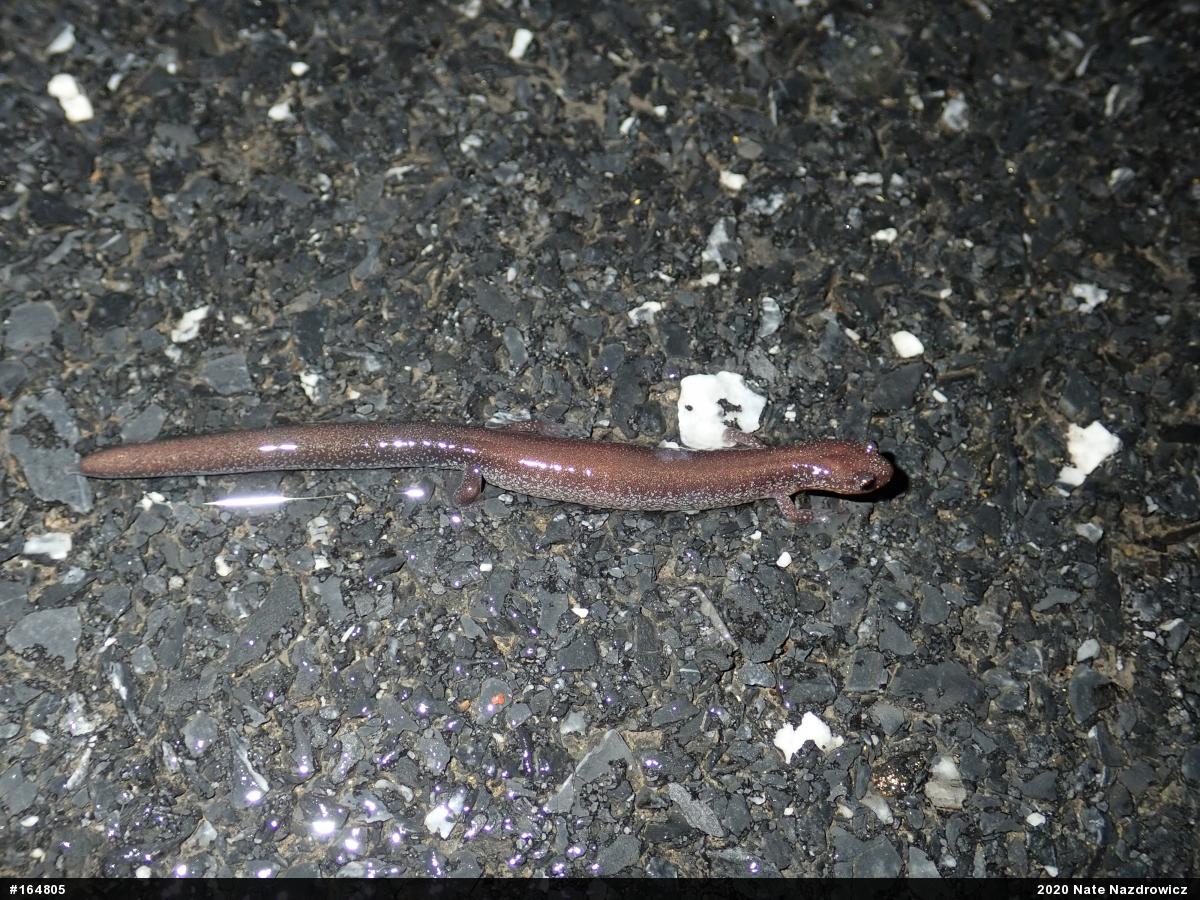 Eastern Red-backed  Salamander