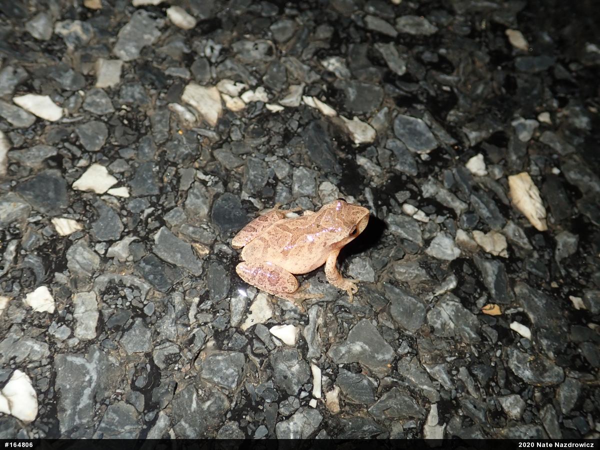 Spring Peeper