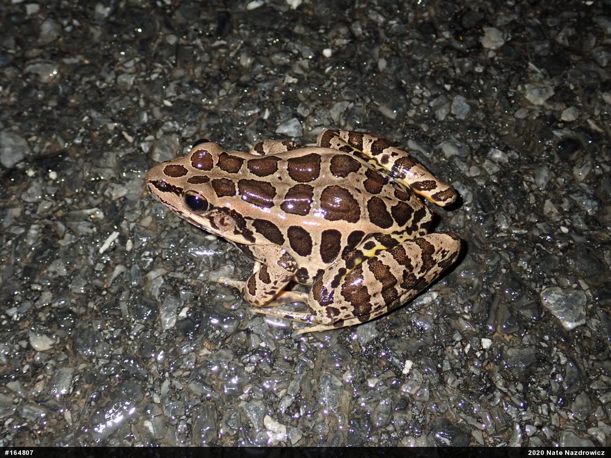 Pickerel Frog