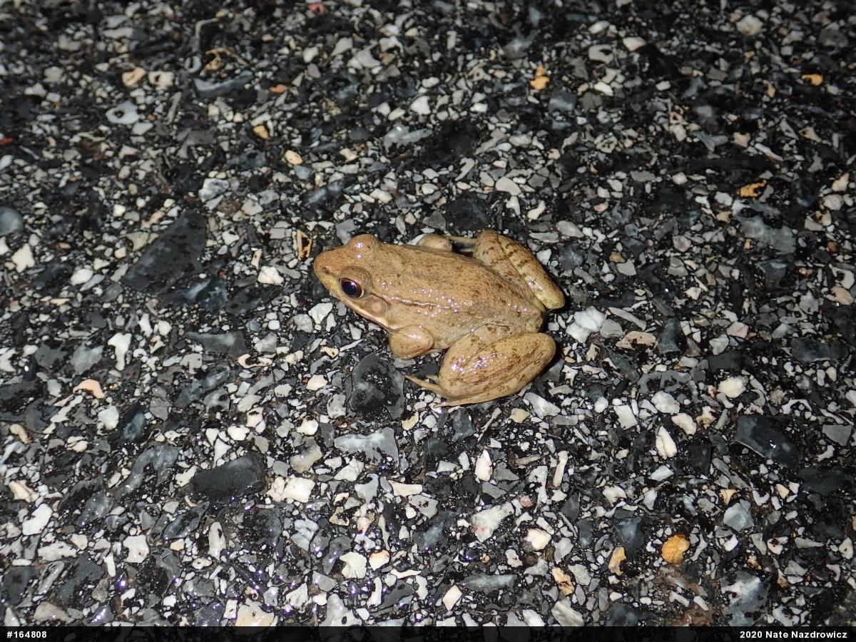 Green Frog