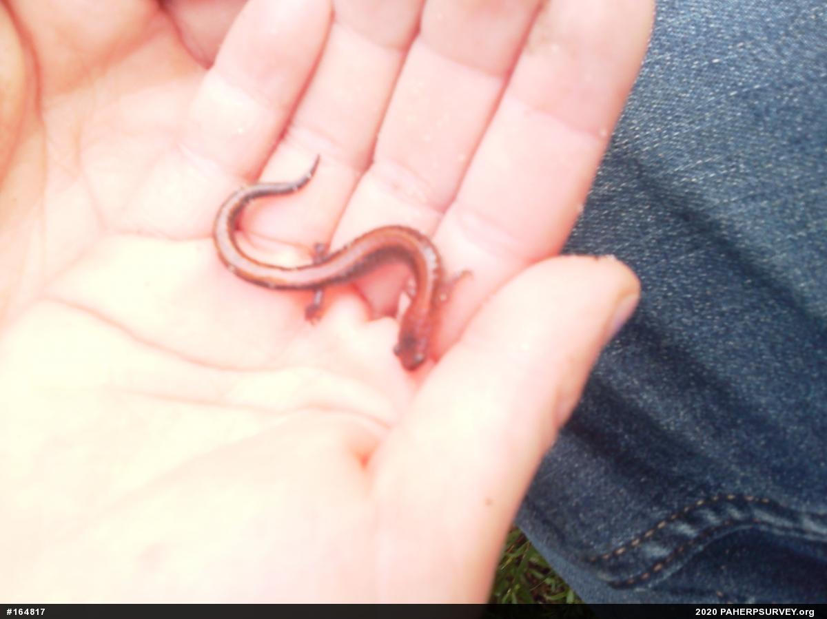 Eastern Red-backed  Salamander