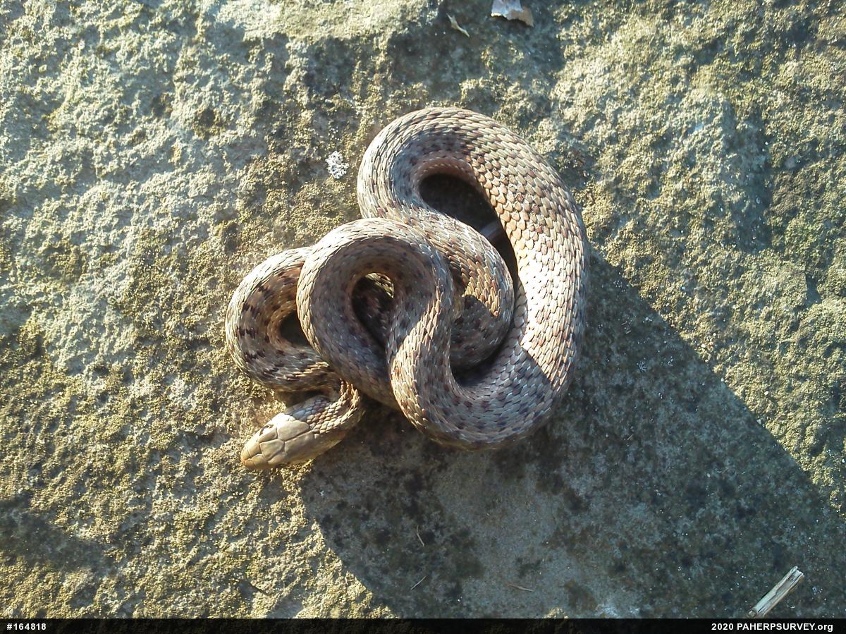 Eastern Gartersnake