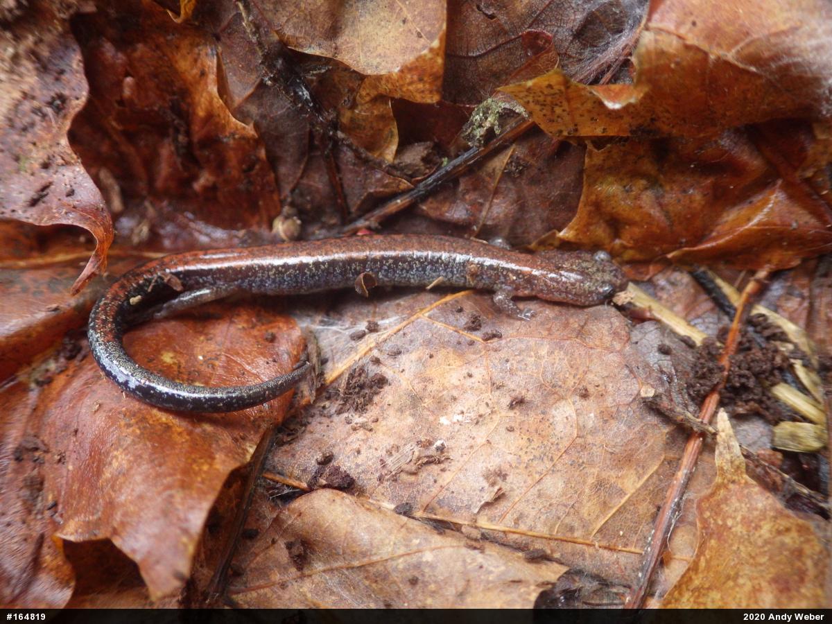 Eastern Red-backed  Salamander
