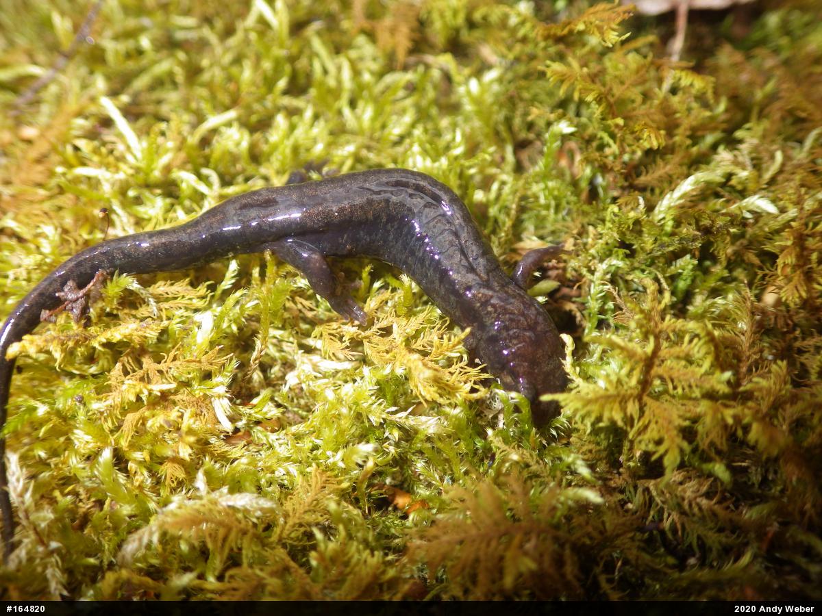 Allegheny Mountain Dusky Salamander