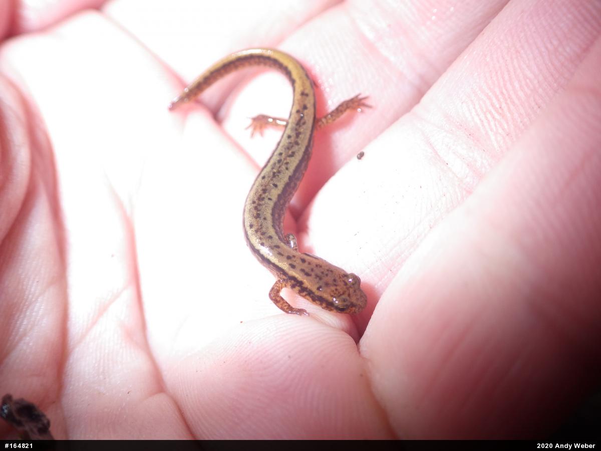 Northern Two-lined Salamander