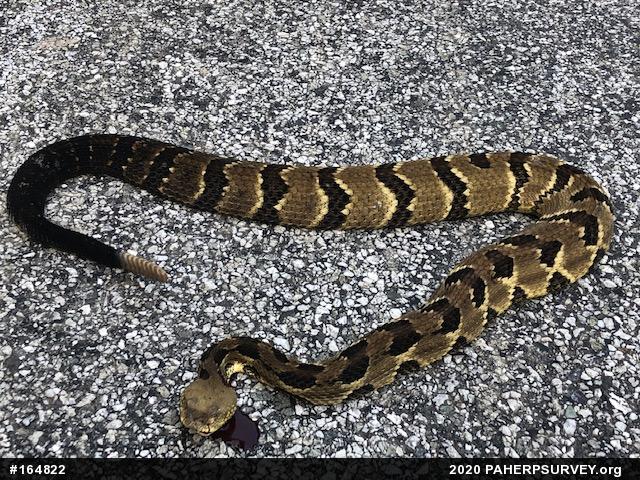 Timber Rattlesnake