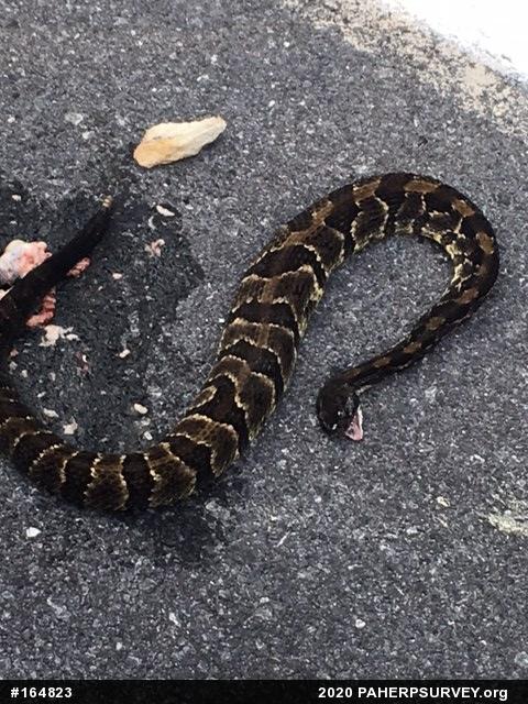 Timber Rattlesnake