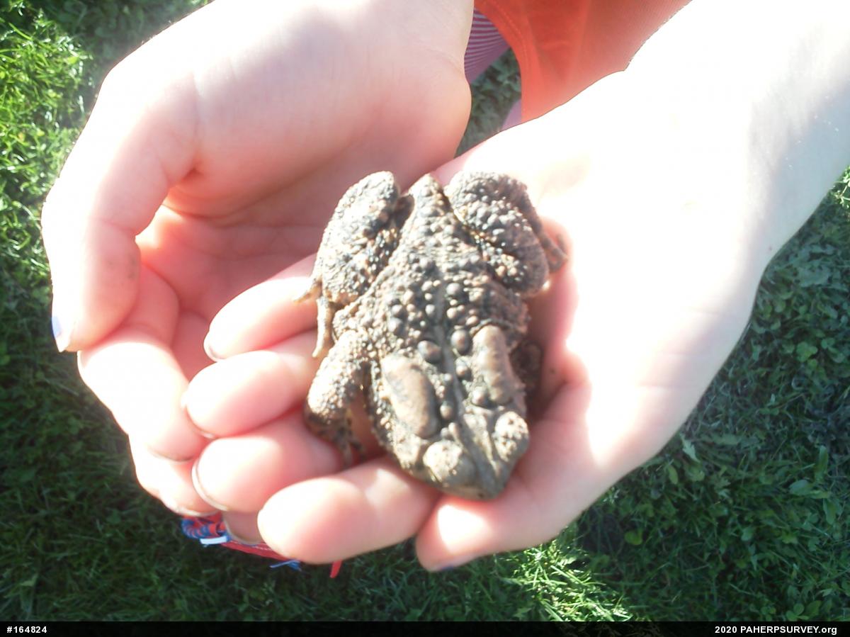 Eastern American Toad