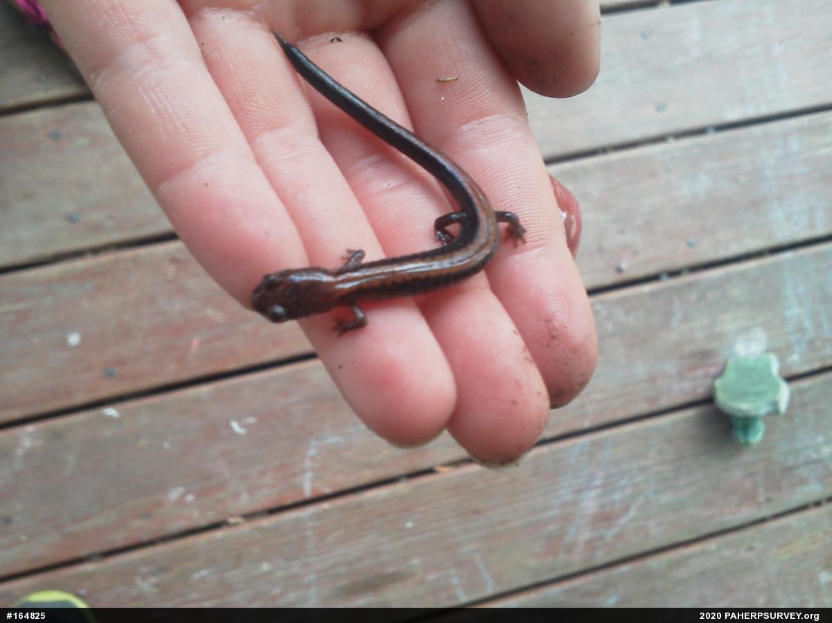 Eastern Red-backed  Salamander