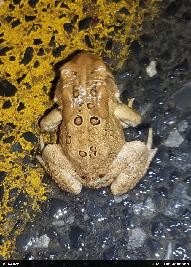 Eastern American Toad