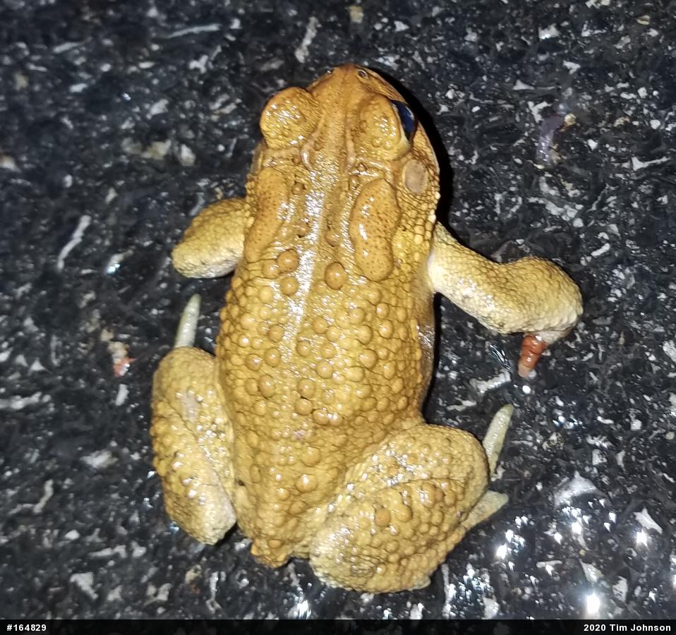 Eastern American Toad