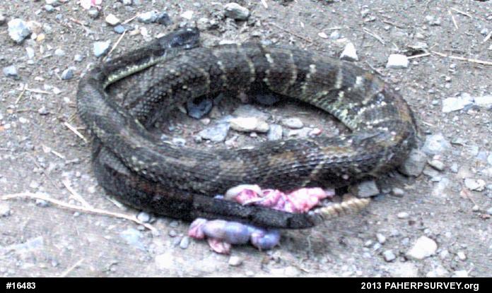Timber Rattlesnake