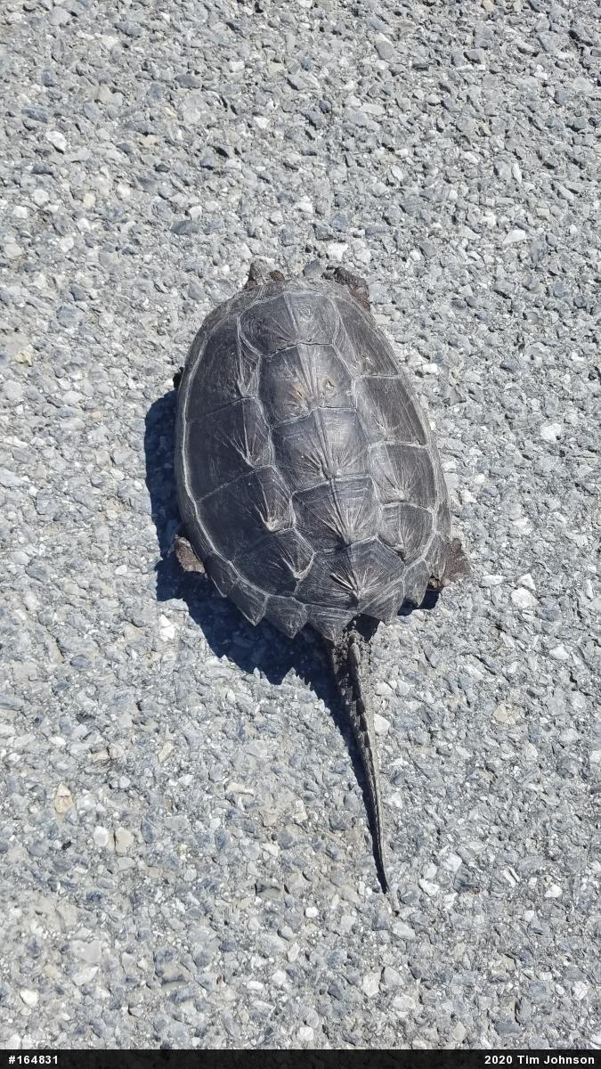 Snapping Turtle