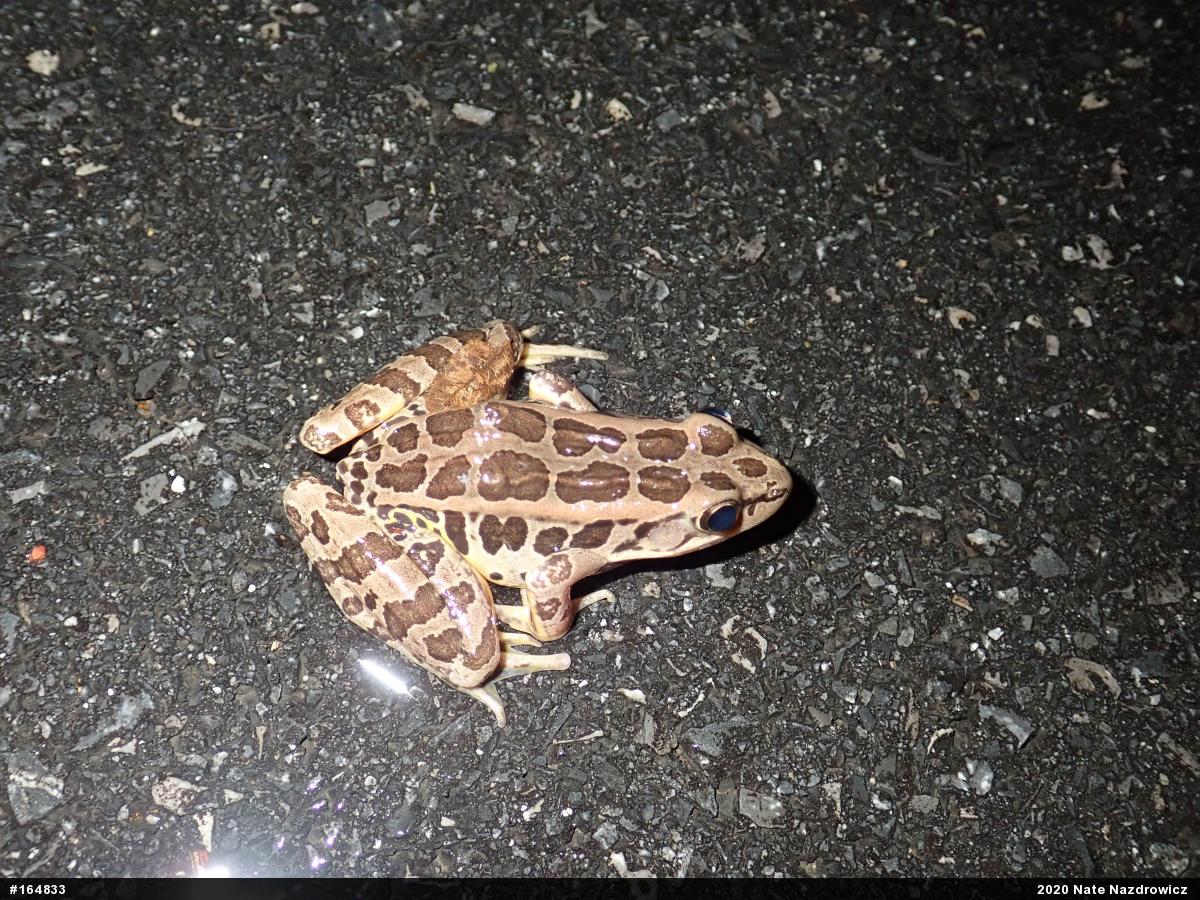 Pickerel Frog