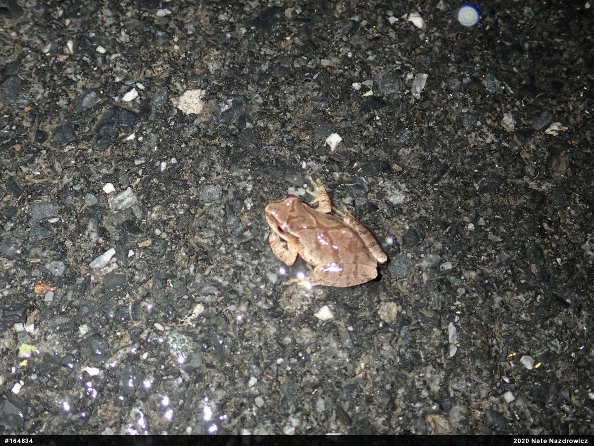 Spring Peeper