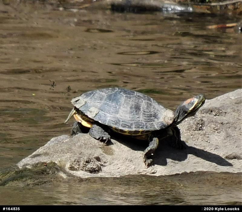 Red-eared Slider