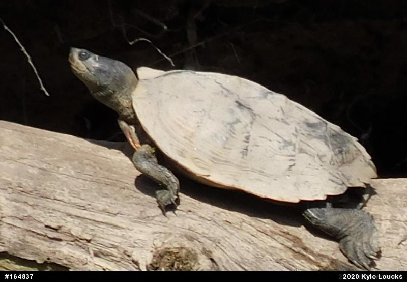 Northern Map Turtle