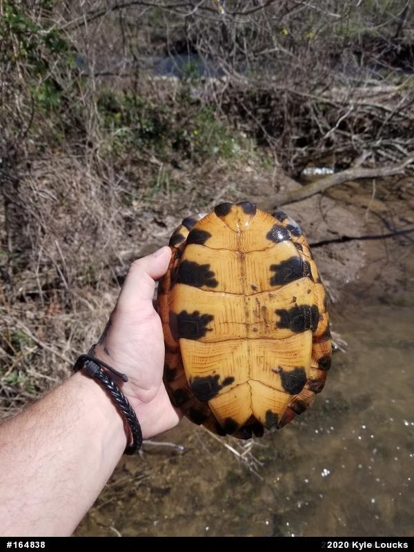 Wood Turtle