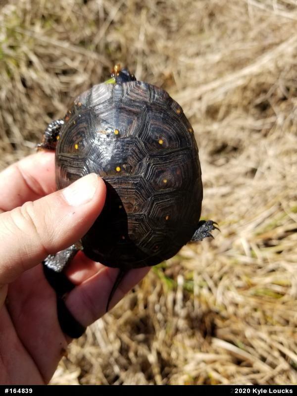 Spotted Turtle