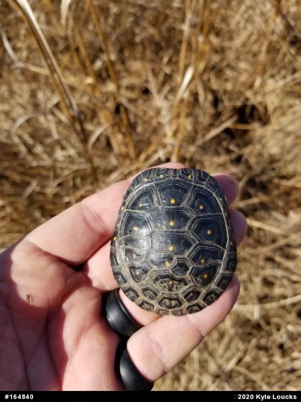 Spotted Turtle