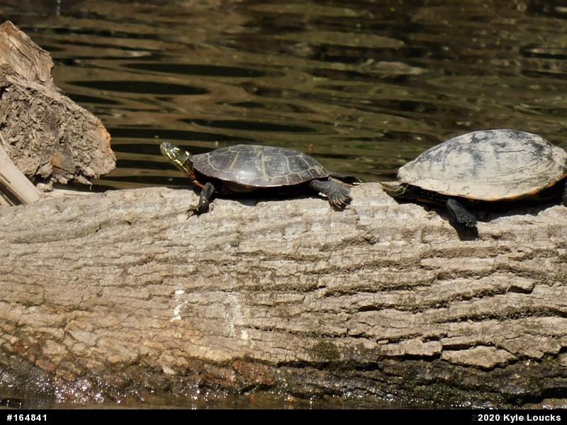 Eastern Painted Turtle