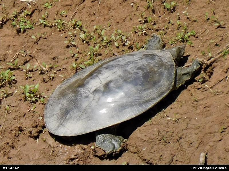 Eastern Spiny Softshell