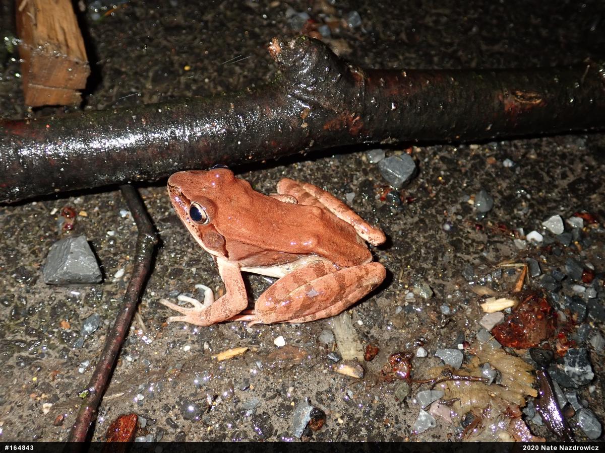 Wood Frog