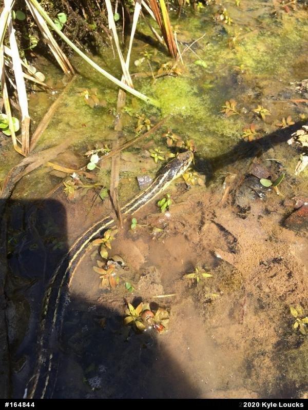 Eastern Gartersnake