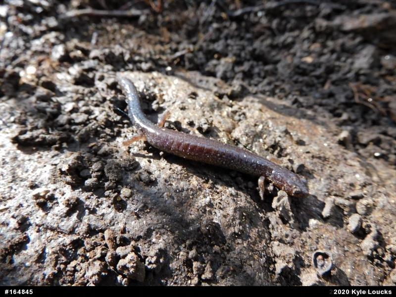 Eastern Red-backed  Salamander